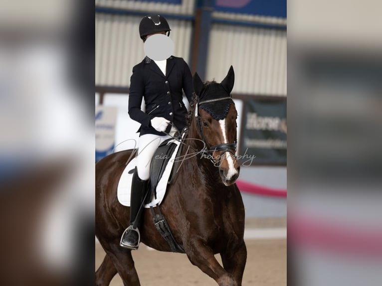 Hannoveraan Ruin 7 Jaar 170 cm Donkere-vos in Schaffhausen