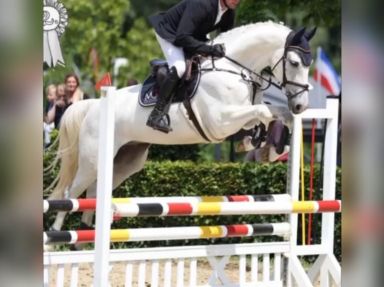 Hannoveraan Ruin 7 Jaar 170 cm Schimmel in Willich