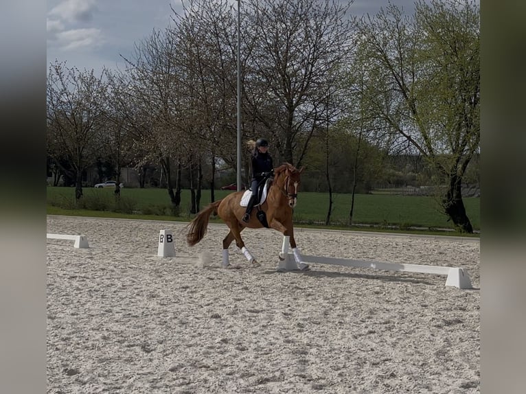 Hannoveraan Ruin 7 Jaar 170 cm Vos in Albig