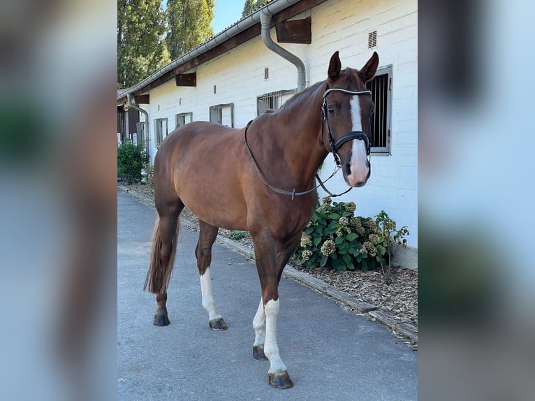 Hannoveraan Ruin 7 Jaar 170 cm Vos in Berlin