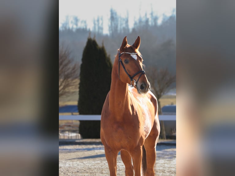 Hannoveraan Ruin 7 Jaar 170 cm Vos in Schwäbisch Hall