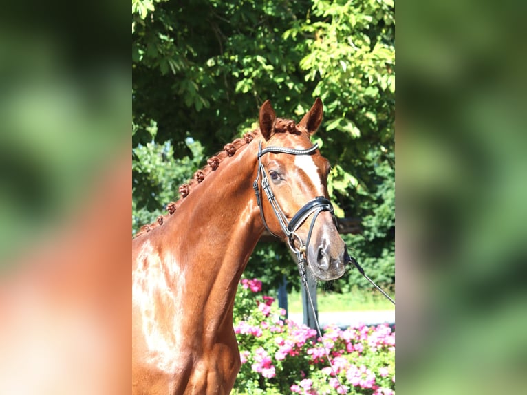 Hannoveraan Ruin 7 Jaar 170 cm Vos in Selsingen