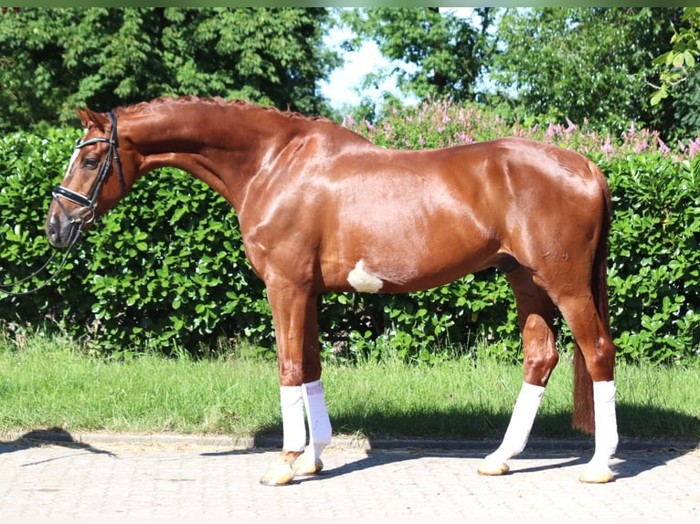 Hannoveraan Ruin 7 Jaar 170 cm Vos in Selsingen