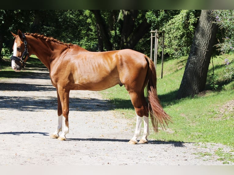 Hannoveraan Ruin 7 Jaar 170 cm Vos in Darmstadt