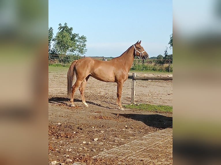 Hannoveraan Ruin 7 Jaar 170 cm Vos in Jülich