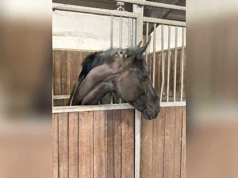 Hannoveraan Ruin 7 Jaar 170 cm Zwart in Balve