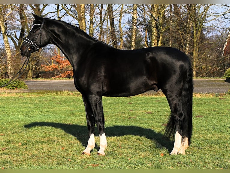 Hannoveraan Ruin 7 Jaar 170 cm Zwartbruin in Wacken