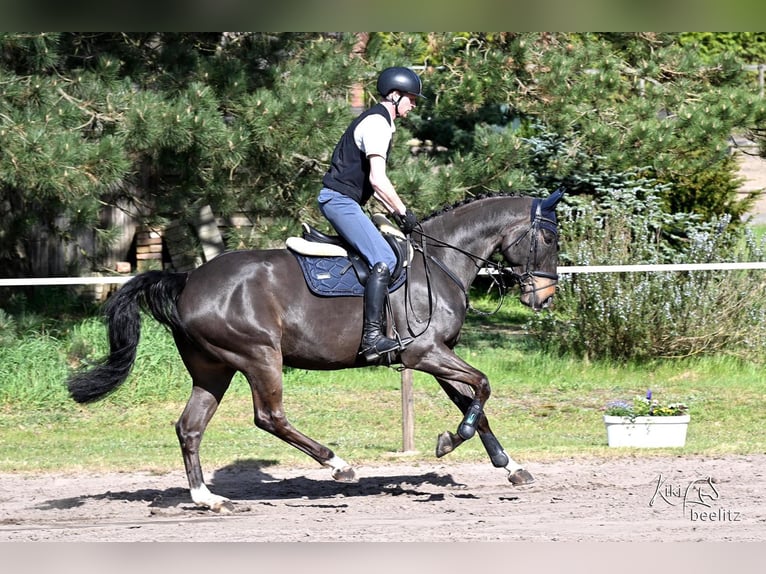 Hannoveraan Ruin 7 Jaar 171 cm Zwartbruin in Schwanewede