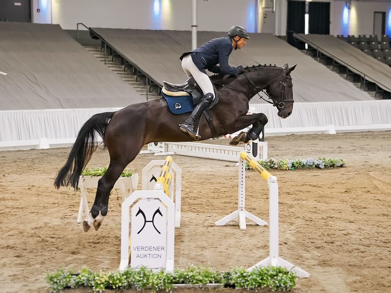 Hannoveraan Ruin 7 Jaar 171 cm Zwartbruin in Verden