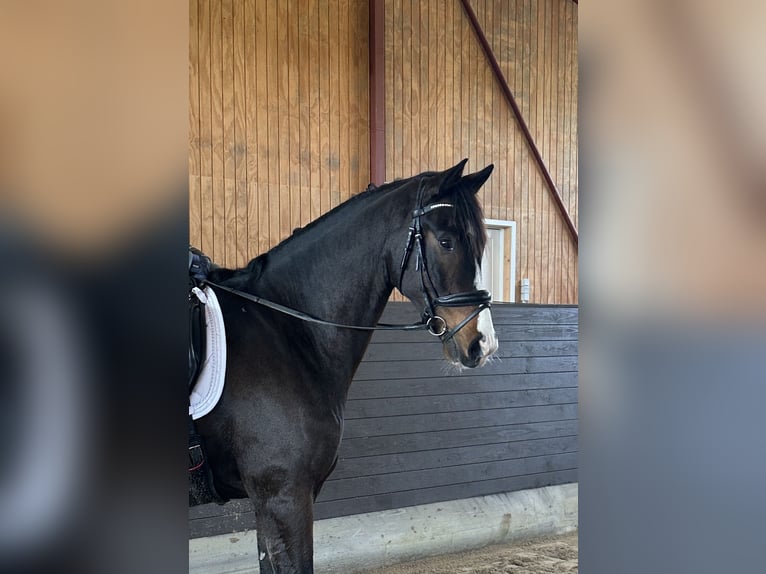 Hannoveraan Ruin 7 Jaar 172 cm Bruin in Lejre