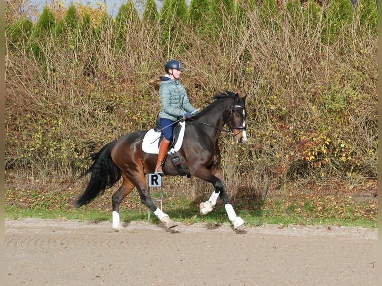 Hannoveraan Ruin 7 Jaar 172 cm Bruin in Lejre