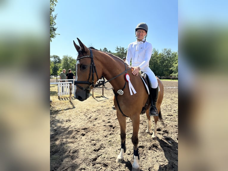 Hannoveraan Ruin 7 Jaar 172 cm Bruin in Bargstedt