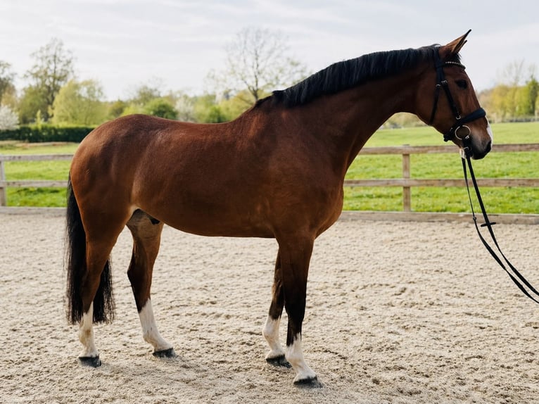 Hannoveraan Ruin 7 Jaar 172 cm Bruin in Bargstedt