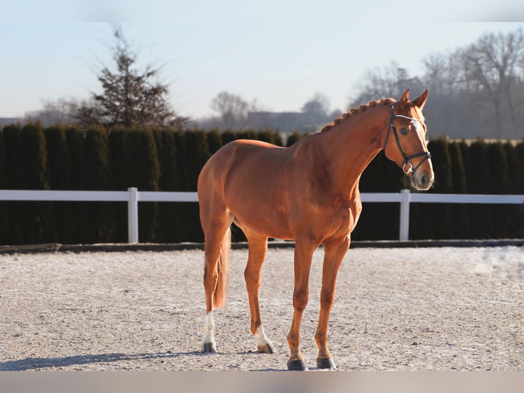 Hannoveraan Ruin 7 Jaar 172 cm Vos in Schwäbisch Hall