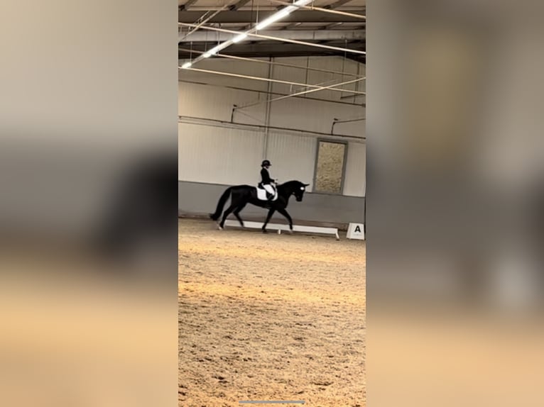 Hannoveraan Ruin 7 Jaar 172 cm Zwart in Remshalden