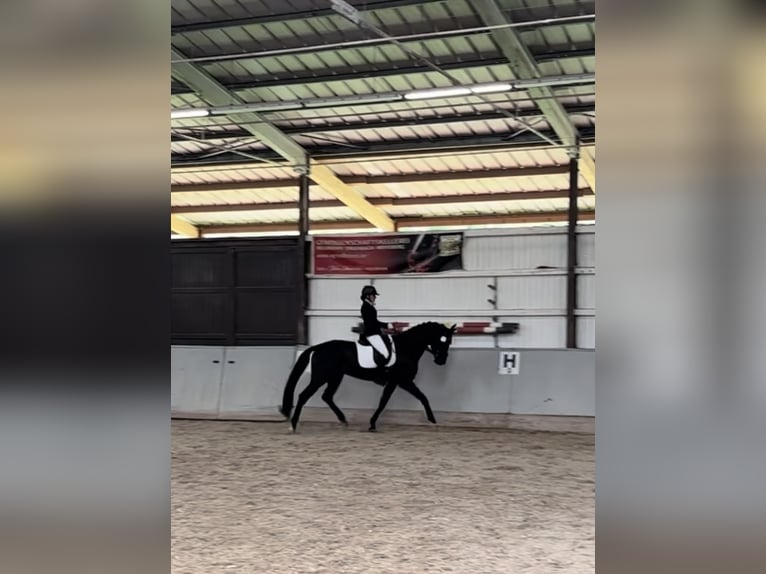 Hannoveraan Ruin 7 Jaar 172 cm Zwart in Remshalden