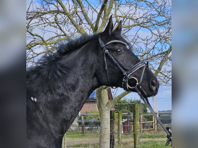 Hannoveraan Ruin 7 Jaar 172 cm Zwart in Wachtendonk