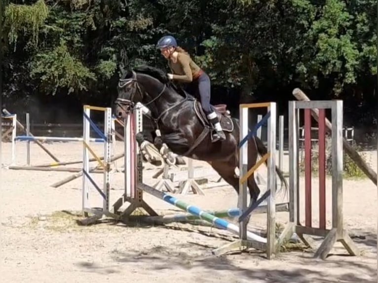 Hannoveraan Ruin 7 Jaar 172 cm Zwartbruin in Braunschweig