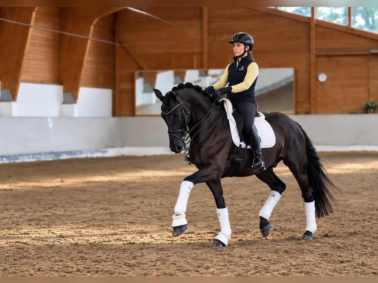 Hannoveraan Ruin 7 Jaar 172 cm Zwartbruin in Jesteburg