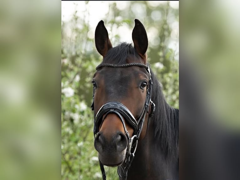 Hannoveraan Ruin 7 Jaar 173 cm Bruin in Arendonk