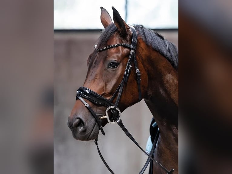 Hannoveraan Ruin 7 Jaar 173 cm Bruin in Arendonk