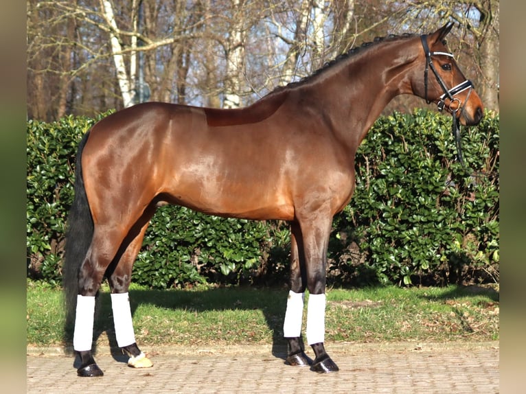 Hannoveraan Ruin 7 Jaar 173 cm Bruin in Selsingen