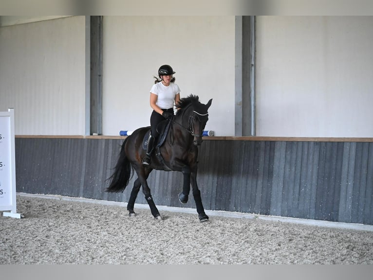 Hannoveraan Ruin 7 Jaar 173 cm Donkerbruin in Landau