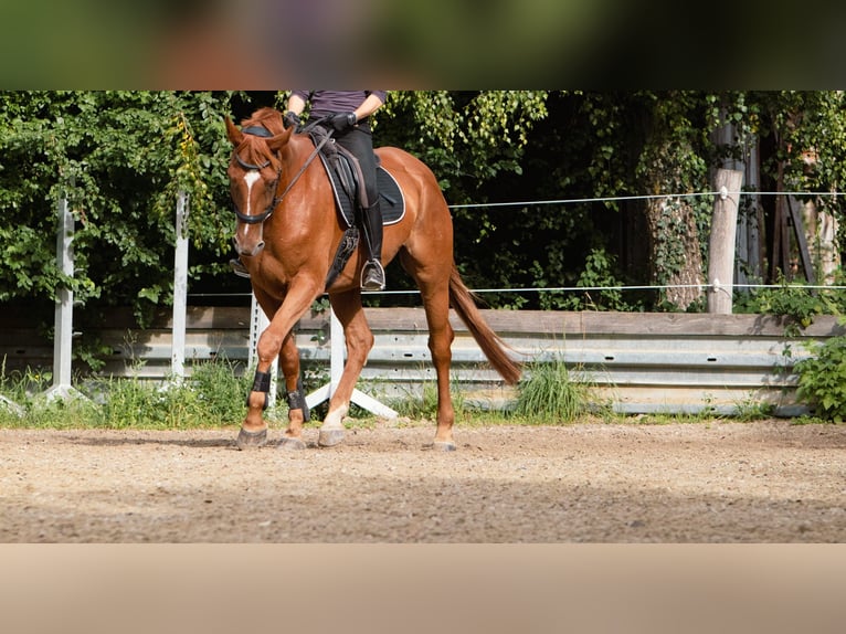 Hannoveraan Ruin 7 Jaar 173 cm Vos in Ulm