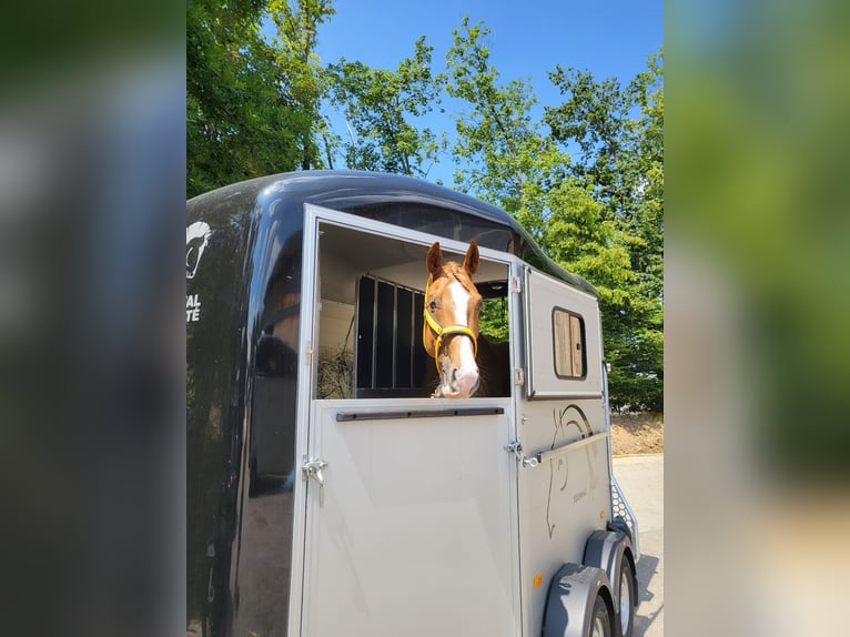 Hannoveraan Ruin 7 Jaar 173 cm Vos in Hennef