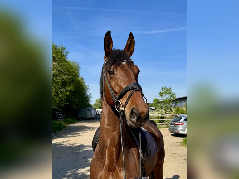 Hannoveraan Ruin 7 Jaar 174 cm Bruin in Grevenbroich