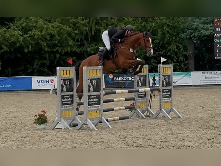 Hannoveraan Ruin 7 Jaar 174 cm Bruin in Hohenhameln