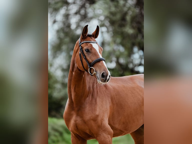 Hannoveraan Ruin 7 Jaar 174 cm Bruin in Riedstadt