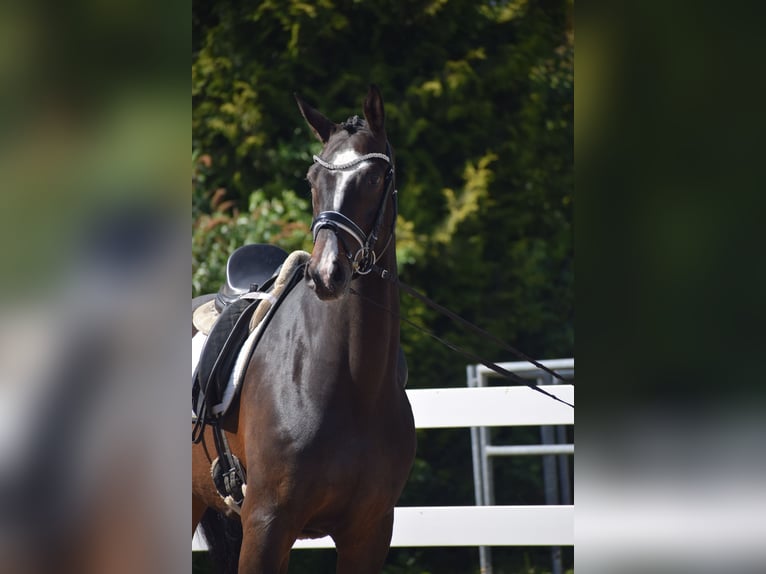Hannoveraan Ruin 7 Jaar 174 cm Donkerbruin in Dätgen