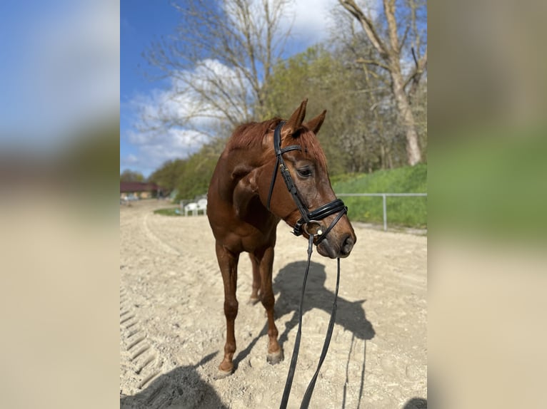 Hannoveraan Ruin 7 Jaar 174 cm Donkere-vos in Aerzen