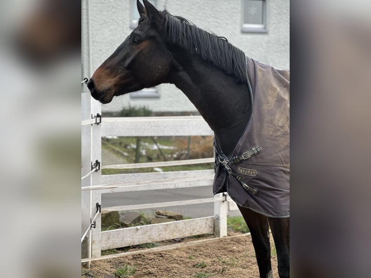 Hannoveraan Ruin 7 Jaar 175 cm Bruin in Römstedt