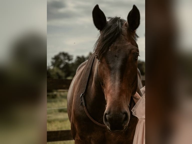 Hannoveraan Ruin 7 Jaar 175 cm Bruin in Römstedt