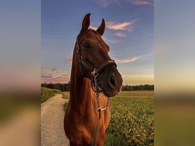 Hannoveraan Ruin 7 Jaar 175 cm Donkere-vos in Brunnthal
