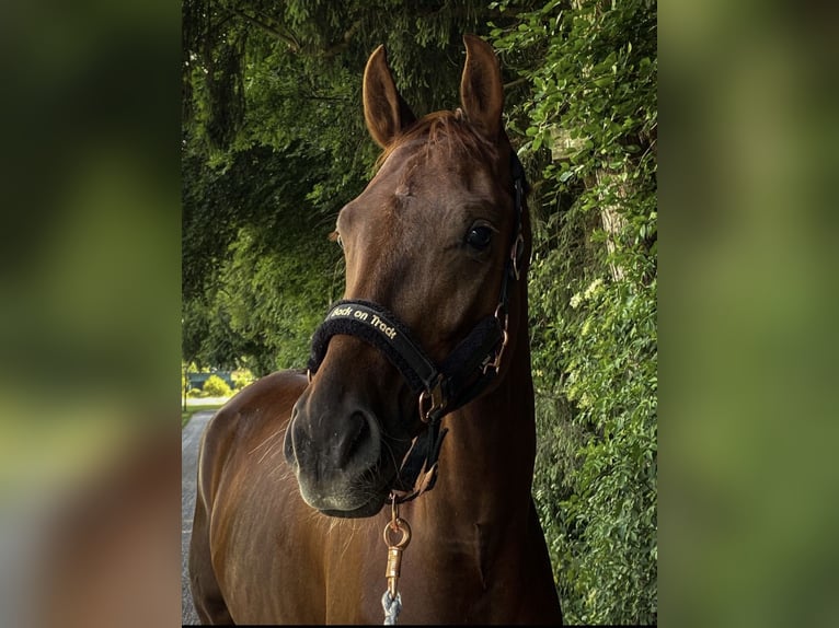 Hannoveraan Ruin 7 Jaar 175 cm Donkere-vos in BrunnthalBrunnthal