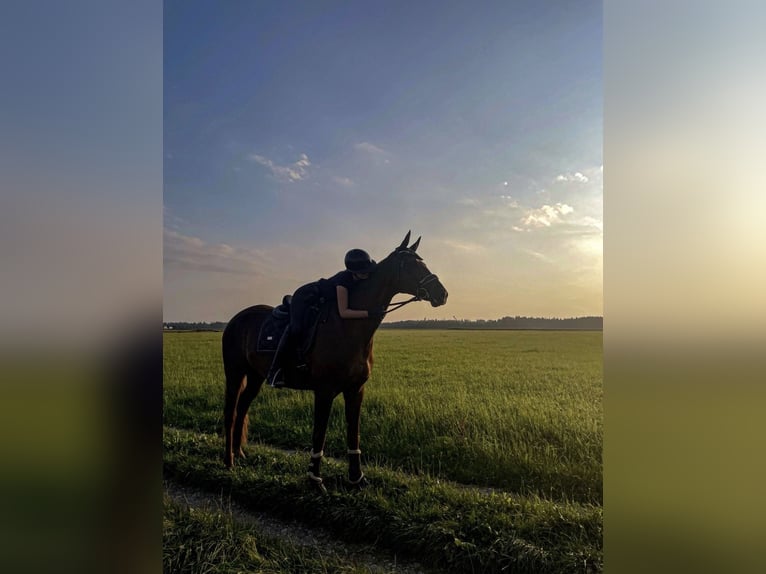 Hannoveraan Ruin 7 Jaar 175 cm in Brunnthal