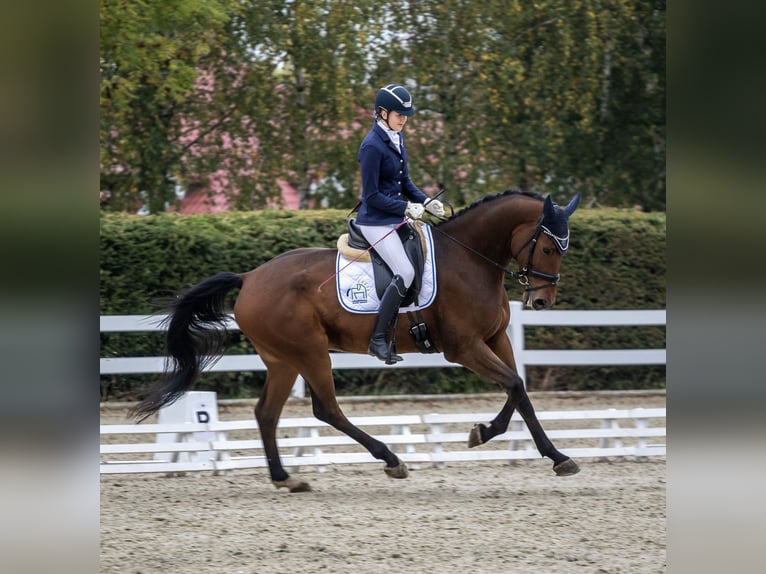 Hannoveraan Ruin 7 Jaar 175 cm Roodbruin in Szczecin Hannoveraan Ruin 7 Jaar 175 cm Roodbruin in Szczecin