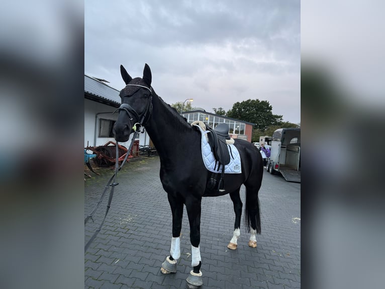 Hannoveraan Ruin 7 Jaar 176 cm Zwart in Ringe