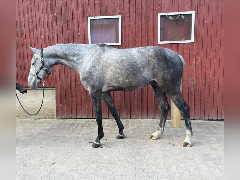 Hannoveraan Ruin 7 Jaar 177 cm Appelschimmel in Barntrup