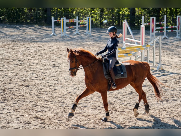 Hannoveraan Ruin 7 Jaar 177 cm Vos in Sieversen