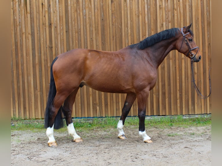 Hannoveraan Ruin 7 Jaar 178 cm Bruin in Uetze