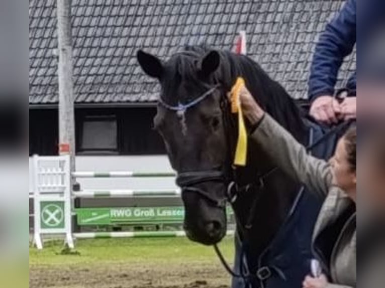 Hannoveraan Ruin 7 Jaar 178 cm Zwartbruin in Schee&#xDF;el