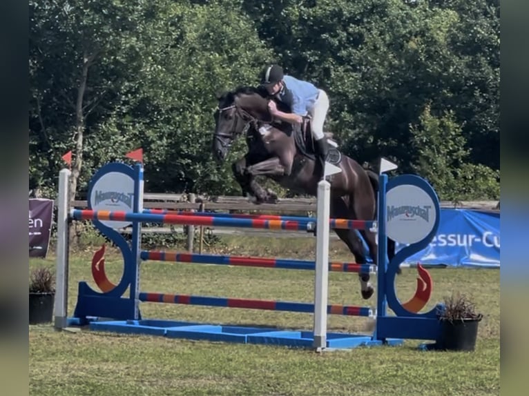 Hannoveraan Ruin 7 Jaar 178 cm Zwartbruin in Schee&#xDF;el