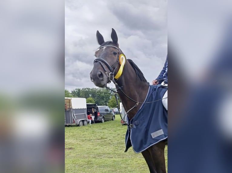 Hannoveraan Ruin 7 Jaar 178 cm Zwartbruin in Schee&#xDF;el