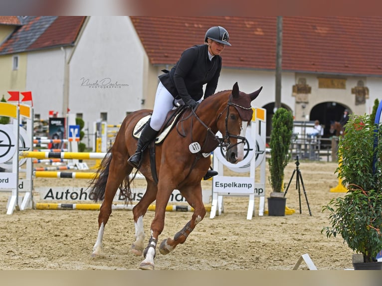 Hannoveraan Ruin 7 Jaar 179 cm Vos in Bielefeld