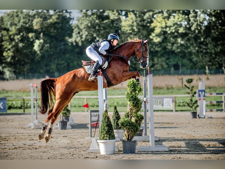 Hannoveraan Ruin 7 Jaar 179 cm Vos in Bielefeld