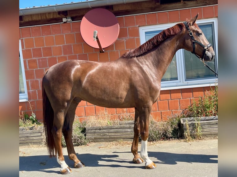 Hannoveraan Ruin 7 Jaar 180 cm  in Drensteinfurt